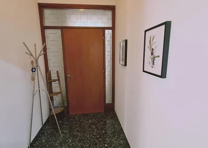 Chrysanthemum ニコシア